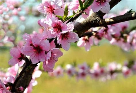 桃樹 風水|桃樹助桃花運？真相是